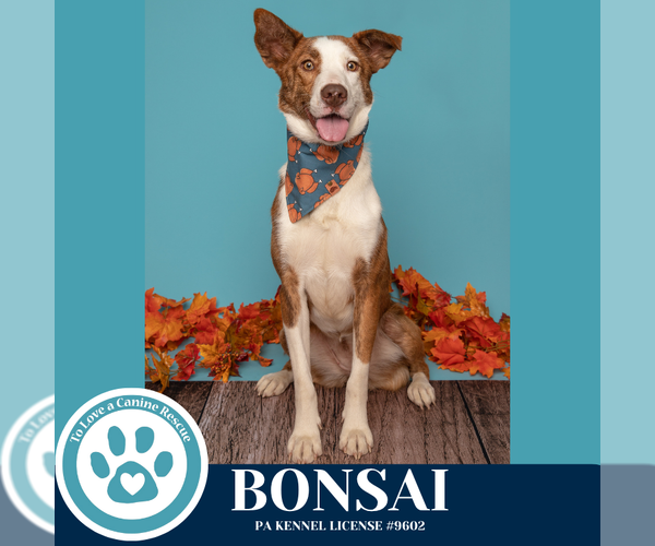 Medium Photo #5 Border Collie-Unknown Mix Puppy For Sale in Kimberton, PA, USA