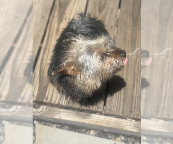 Medium Photo #4 Mutt Puppy For Sale in Dana Point, CA, USA
