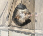 Small #3 Mutt