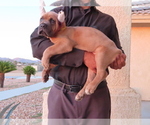Small Photo #15 Cane Corso Puppy For Sale in APPLE VALLEY, CA, USA