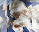 Small Photo #21 Cavachon Puppy For Sale in OLYMPIA, WA, USA