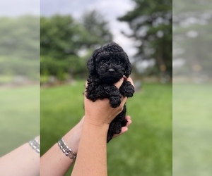 Poodle (Toy) Puppy for sale in SOUTH BEND, IN, USA