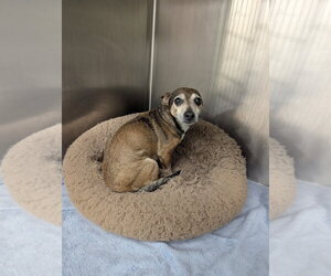 Chihuahua Dogs for adoption in La Porte, IN, USA