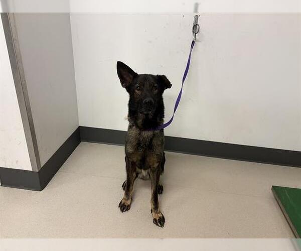 Medium Photo #1 Dutch Shepherd -Unknown Mix Puppy For Sale in Corona, CA, USA