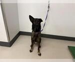 Small Dutch Shepherd  Mix