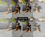 Puppy Black collar Doberman Pinscher