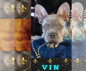French Bulldog Puppy for sale in HEATHROW, FL, USA