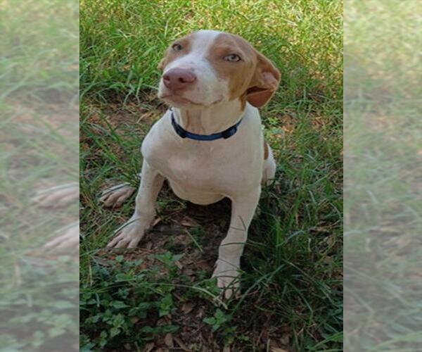Medium Photo #3 Mutt Puppy For Sale in Texas City, TX, USA
