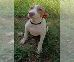 Small #2 Mutt