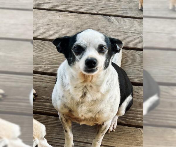 Medium Photo #1 Rat Terrier Puppy For Sale in Oakley, CA, USA