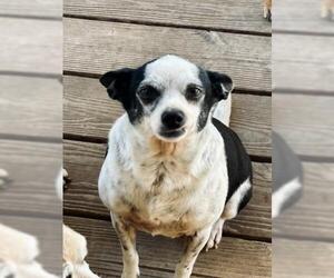 Rat Terrier Dogs for adoption in Oakley, CA, USA