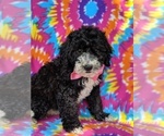 Small Photo #2 Sheepadoodle Puppy For Sale in LANCASTER, PA, USA