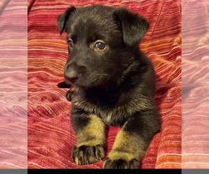 German Shepherd Dog Puppy for sale in LEANDER, TX, USA