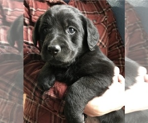 Labrador Retriever Puppy for sale in WAKARUSA, IN, USA