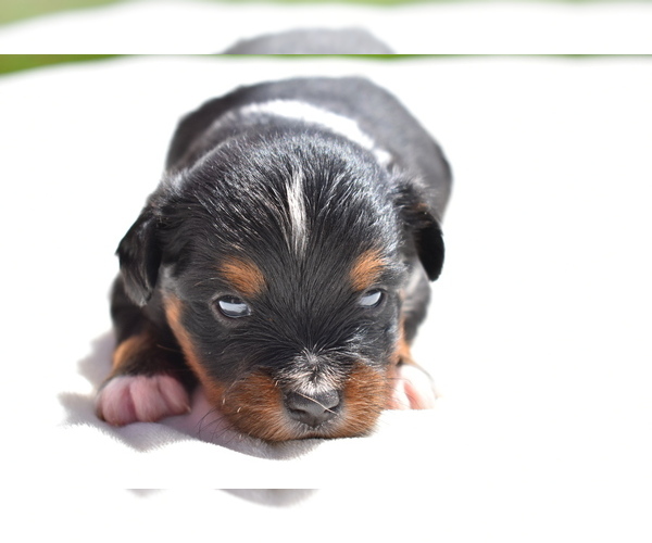 Medium Photo #1 Miniature American Shepherd Puppy For Sale in PALM COAST, FL, USA