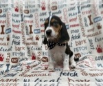 Small #5 Beagle