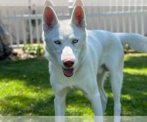 Siberian Husky Dogs for adoption in San Clemente, CA, USA