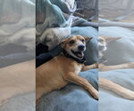 Small #6 Chihuahua Mix