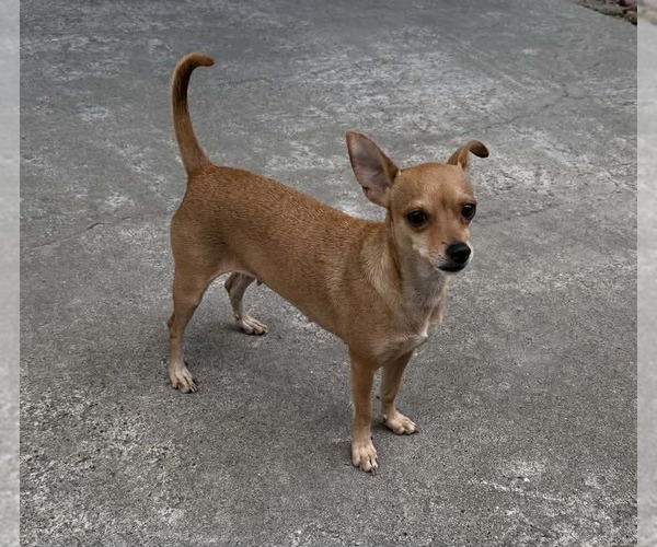 Medium Photo #3 Rat-Cha Puppy For Sale in Princeton, MN, USA