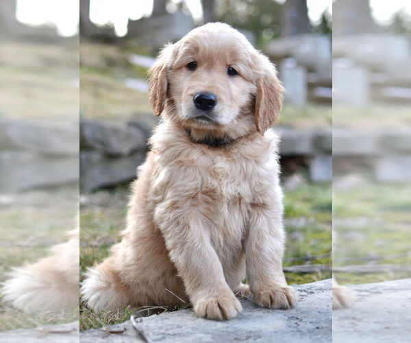 Medium Photo #3 Golden Retriever Puppy For Sale in Enfield, CT, USA