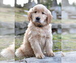 Small #2 Golden Retriever