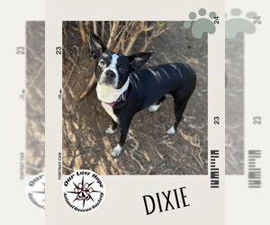 Boston Terrier-Unknown Mix Dogs for adoption in Princeton, British Columbia, Canada