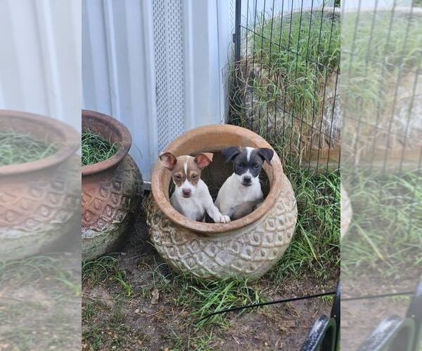 Medium Photo #5 Rat Terrier-Unknown Mix Puppy For Sale in Wakefield, RI, USA