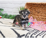 Small Photo #10 Schnauzer (Miniature) Puppy For Sale in SYRACUSE, IN, USA