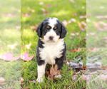 Puppy 2 Bernedoodle