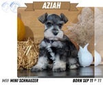 Small #1 Schnauzer (Miniature)