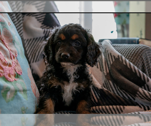 Cockapoo Puppy for sale in MORAVIA, NY, USA