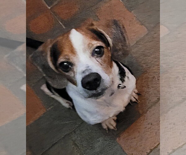Medium Photo #4 Beagle Puppy For Sale in Dunnellon, FL, USA