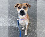 Small #12 Coonhound Mix