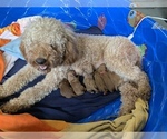 Small Photo #3 Goldendoodle-Poodle (Toy) Mix Puppy For Sale in MERIDIAN, ID, USA