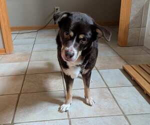 Rico - Male Australian Shepherd-Unknown Mix Dog for Adoption - Photo #9
