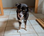 Small Photo #9 Australian Shepherd-Unknown Mix Puppy For Sale in Belleuve, NE, USA