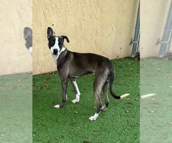 Medium Photo #7 Mutt Puppy For Sale in Pompano Beach , FL, USA