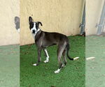 Small #6 Mutt