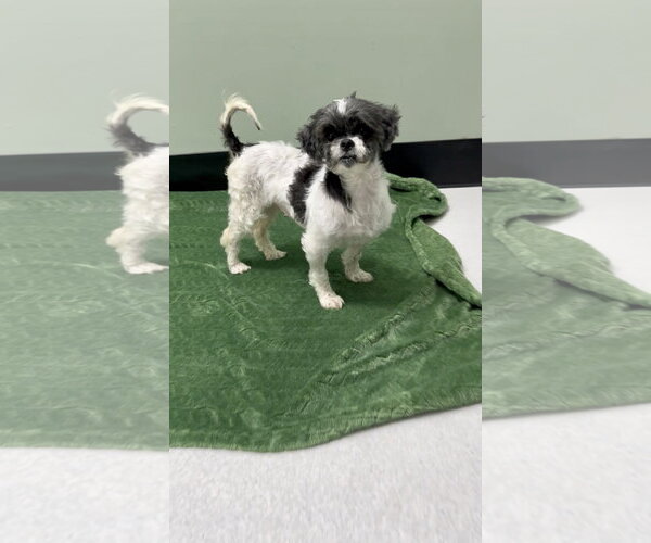 Medium Photo #3 Shih Tzu Puppy For Sale in Weston, FL, USA