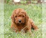 Image preview for Ad Listing. Nickname: Forrest