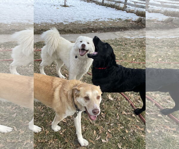 Medium Photo #6 Great Pyrenees Puppy For Sale in Bountiful, UT, USA