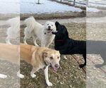 Small #5 Great Pyrenees