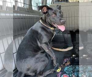 Labrador Retriever-Unknown Mix Dogs for adoption in Rockaway, NJ, USA
