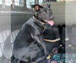 Small Labrador Retriever Mix