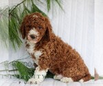 Small #3 Goldendoodle (Miniature)