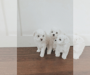 Maltipoo Puppy for sale in LAGUNA NIGUEL, CA, USA