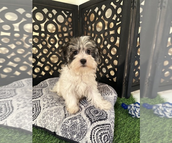 Medium Photo #2 Havanese Puppy For Sale in MOUNT VERNON, OH, USA