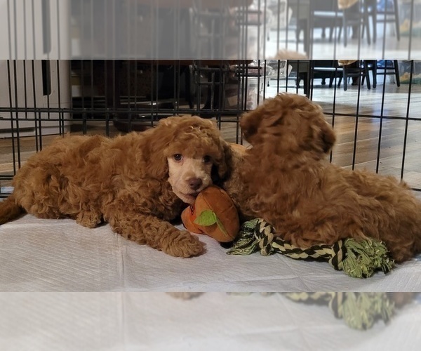 Medium Photo #8 Poodle (Miniature) Puppy For Sale in PIONEER, CA, USA