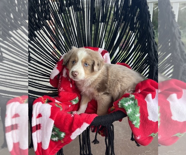 Medium Photo #2 Australian Shepherd Puppy For Sale in MOSELLE, MS, USA