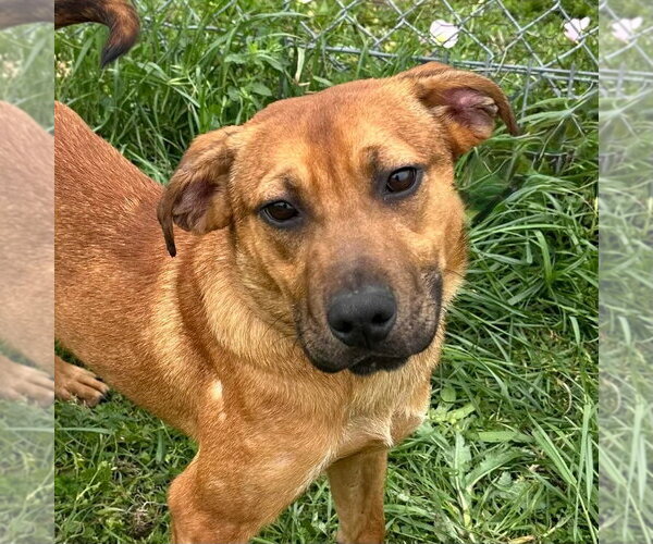 Medium Photo #1 Mutt Puppy For Sale in Canton, CT, USA